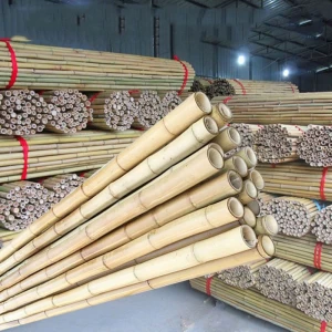 Large dry Bambusa balcooa bamboo cane of PE retail packaging bamboo raw materials