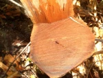 Sandalwood logs and chips