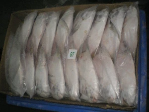 fresh frozen pomfret fish