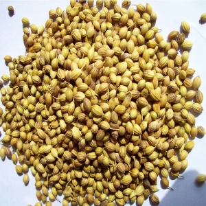 Coriander Seeds (Dhania / Kothmir)