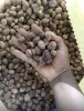 Premium Raw Shea Nuts from Ghana for Industrial Processing