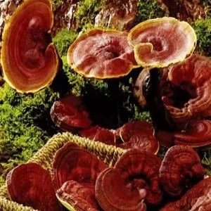 Reishi Mushroom Extract polysaccharides 10%-30%