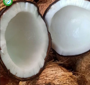 Fresh Newly Harvested Semi Husked Coconuts From Cameroon Natural Premium Quality Old Coconut