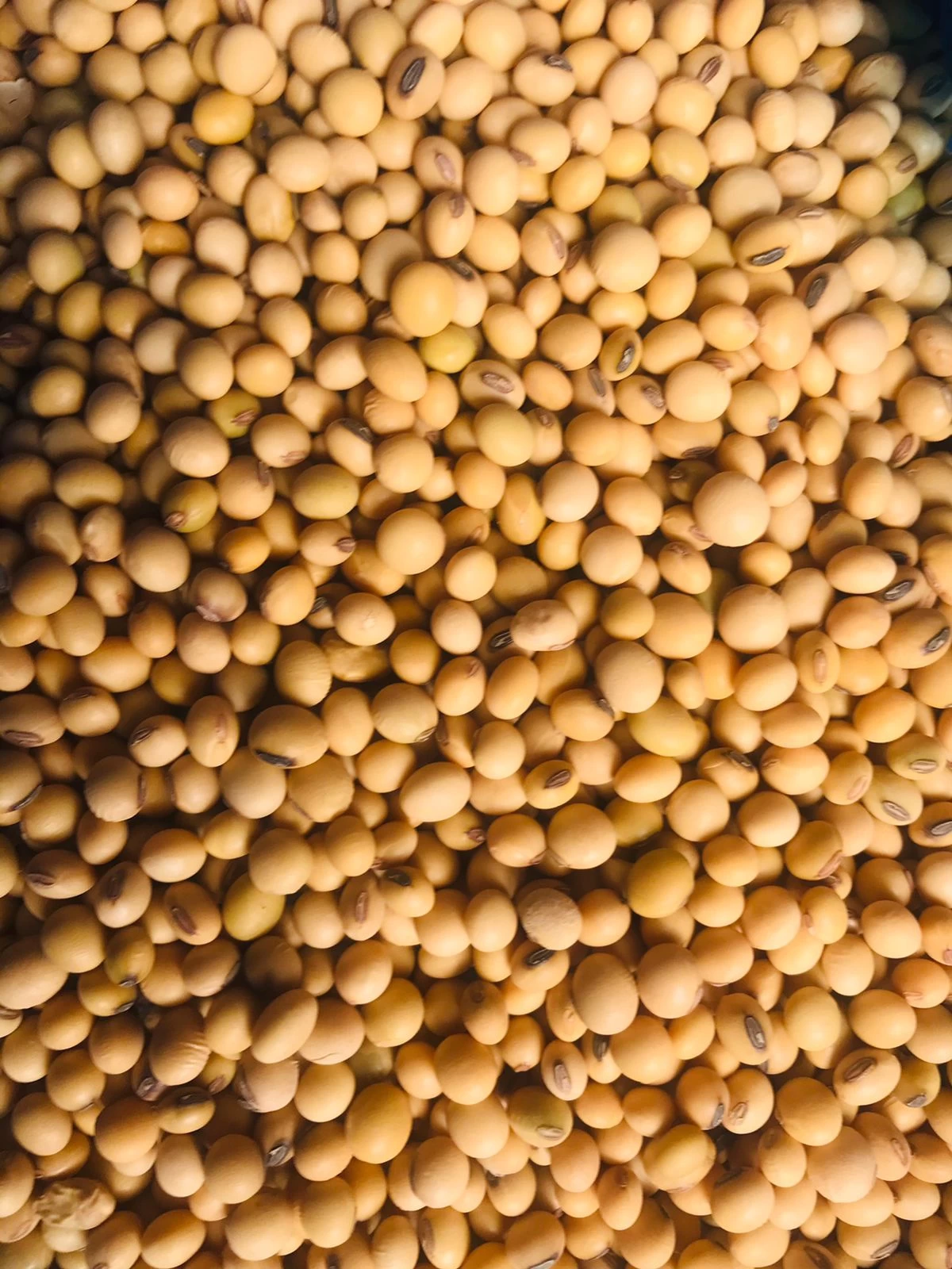 Buy Soya Beans from Senzile Consulting (Pty) Ltd, Zambia