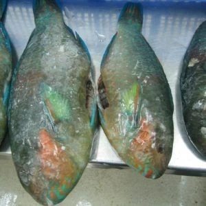 High Quality Frozen Parrot Fish