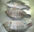 Import Quality Frozen Tilapia Fillets For Sale. from South Africa