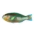 Import High Quality Frozen Parrot Fish from Belgium