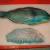 Import High Quality Frozen Parrot Fish from Belgium