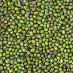 Best Price for Mung Beans Wholesale Green Mung Beans High Quality Bulk Supply Available for Export and Wholesale