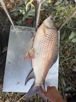Rohu Fish