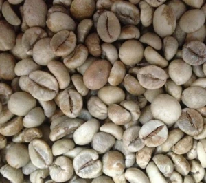 Robusta coffee bean