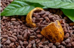 PREMIUM QUALITY ORGANIC COCOA BEANS