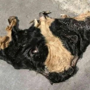 DRY / WET SALTED COW HEAD SKINS