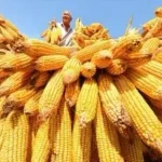Premium Organic Corn/Maize