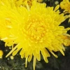 100% Natural Chinese Blooming Flower Tea  Health Dried Golden yellow chrysanthemum Flower Tea Organic