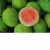 Import 100% Natural Fresh Guava for export. from South Africa