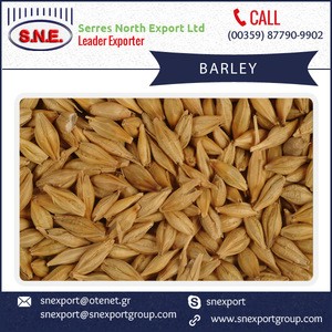 2016 Highly Demanded Traditionally Used Animal Feed Barley for Sale at Amazing Price
