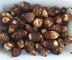 2017 Taro from China ,Offer the best