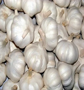 2018 Top Quality Indian Fresh Pure Wholesale Garlic Price