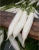 Import 2020 Fresh Vegetable Seeds, White peel white flesh, hybrid F1 hot sell Bifeng White Jade Radish Seeds from China