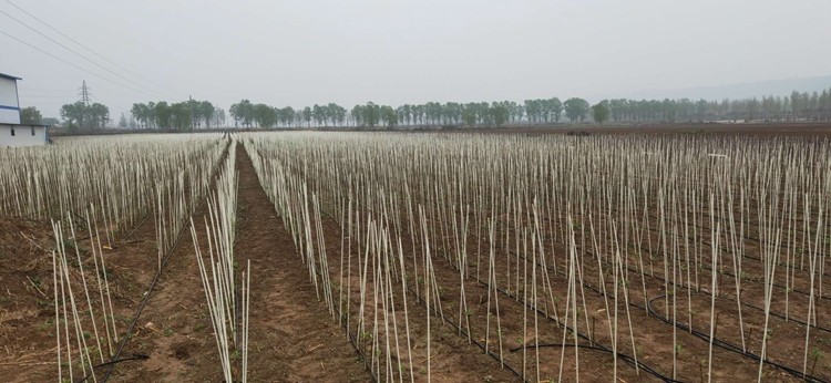 2020 Wholesale high quality glass fiber agricultural pole