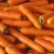 2020 year newest crop fresh carrot factory sells China juicy healthy sweet red  fresh carrot