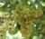 Import A grape is a fruit, botanically a berry I Egyptian Grapes Supplier from Egypt