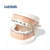 Advanced dental plastic teeth model for medical teaching use with 28 teeth, medical science model