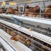 Automatic Poultry Farm A Type System Chicken Layer Cage for Egg Production