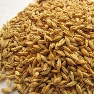 Barley for Malt, Barley Feed, Malted Barley Animal feed barley
