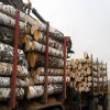 Best Quality Buy Birch Logs best Grades/white birch logs from Ukraine