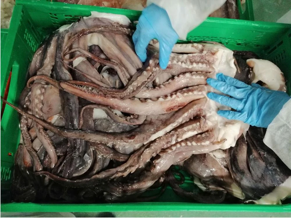Best Quality Frozen Giant Squid Tentacles