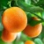 Import Best Quality Sweet Fresh Juicy Valencia Oranges Grade A - Wholesale/Bulk from USA