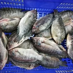 Buy Frozen Sardine Fish/Good Quality Seafood Frozen Yellow Fin Sole Fillets Fish/New season tilapia fish frozen fish for sale