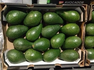 Cheap Fresh  Green Avocado for sale