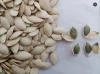 China Inner Mongolia new shine skin pumpkin seeds market price