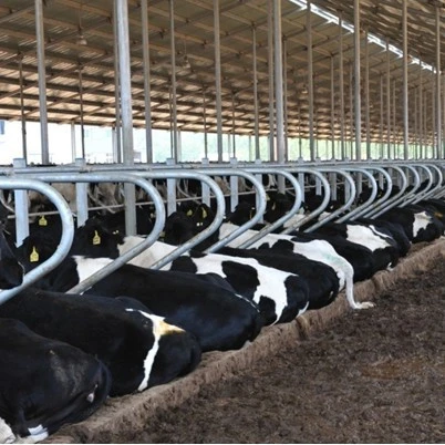 China made qualified popular dairy cattle metal freestall facility as dairy farm equipment