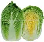 Chinese Cabbage/Fresh Cabbage/ Fresh Exotic Vegetables !!