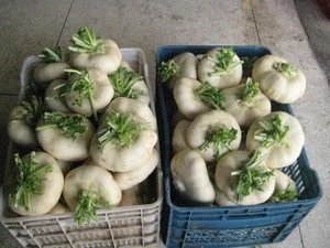 Chinese fresh pan cai turnip exporter in china