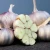 Import Chinese fresh white garlic for wholesale from China