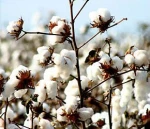 cotton seed meal