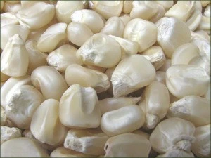 DWHITE CORN / WHITE MAIZE FOR SALE FOR HUMAN CONSUMPTION