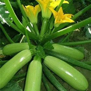Early maturity light green peel excellent shining zucchini seed