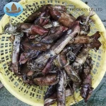 Factory direct sale frozen whole round new arrival black squid