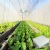 Import Factory price Manufacturer Supplier agricultural poly film greenhouse from China