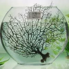 fancy round glass fish with low price for household home decoration
