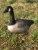 Import Foam Canadian guarding goose decoy from China