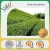 Import free sample HACCP Kosher FDA70% EGCG 98% polyphenol 85% catechin green tea extract from China