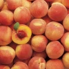 Freeze Dried Peach / Fresh Peach Fruits / Caned Peach Fruits