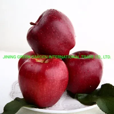 Fresh Apples Exporters Delicious Fruit Huaniu Apples High Quality Fresh Red From GaN Su 0.25, 0.25 Kg Huaniu, Huaniu I Grade Sweet